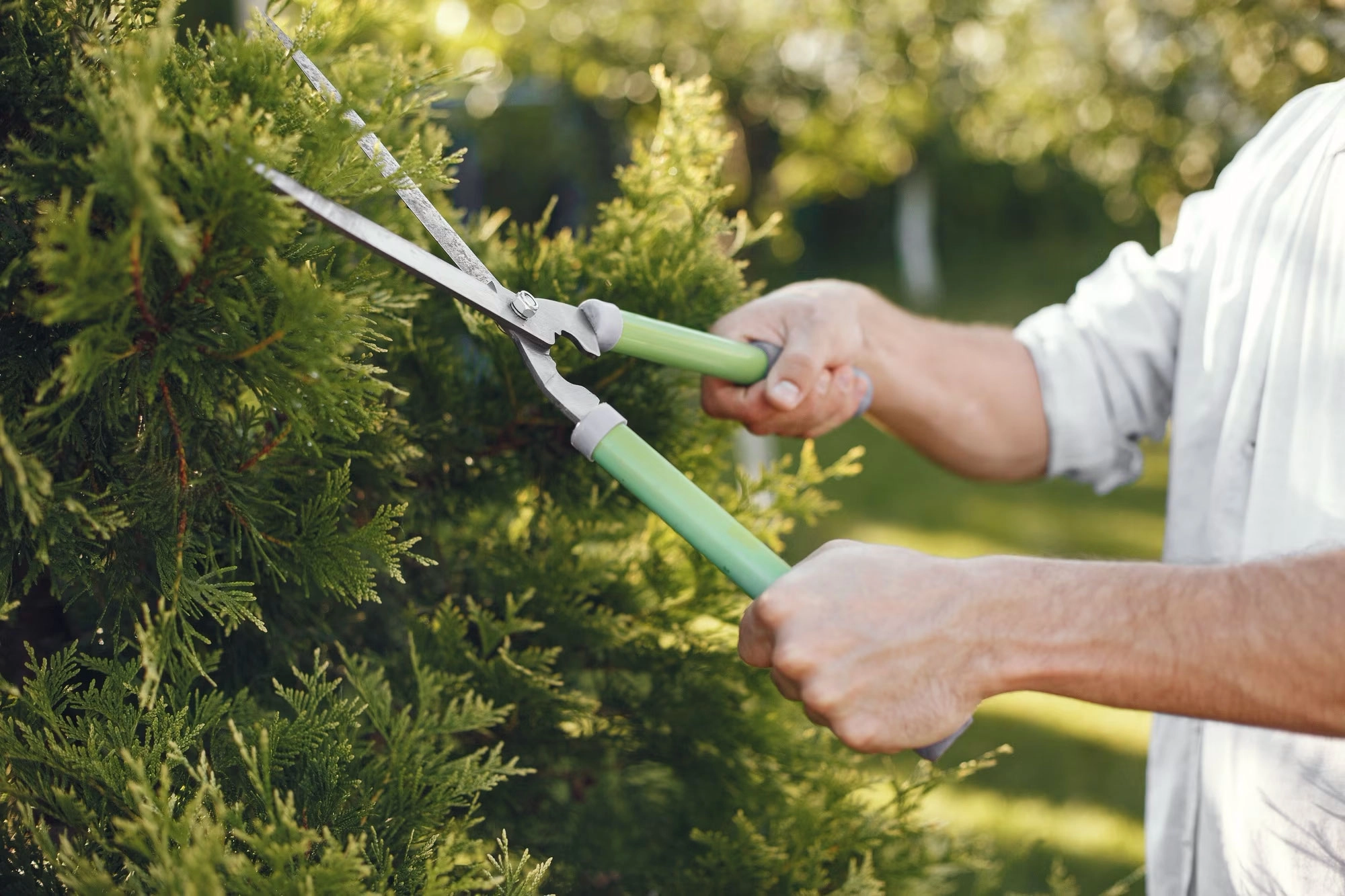 tree removal simi valley ca